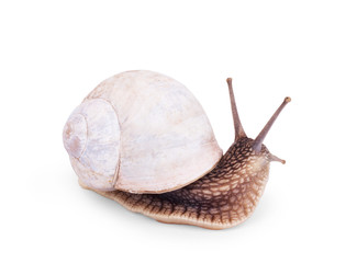 Garden snail isolated on white.