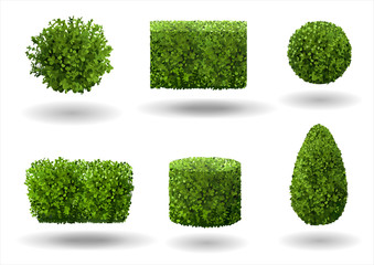 Set of ornamental plants and trees for landscaping. Vector graphics. Boxwood, hibiscus and arborvitae tree.