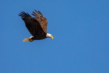 Bald Eagle in Flight with blue background