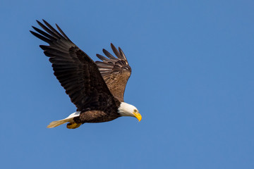 Bald Eagle in Flight with blue background