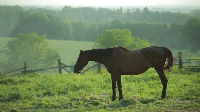A picturesque picture of the nature of the Czech Republic. A horse grazing in a paddock.
