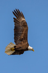 Bald Eagle in Flight with blue background