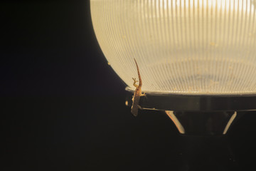 A lizard with a nightly lamp