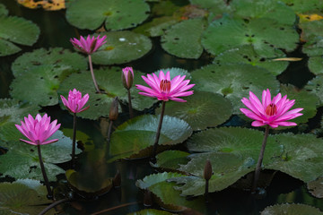 Pink Water Lily in a small pond