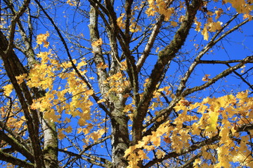 albero foglie gialle