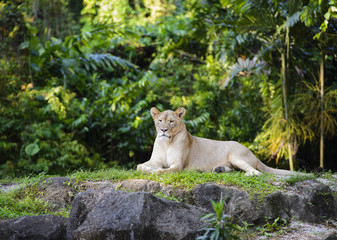 Female african lion sisters resting on top of a rock