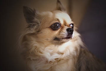 dog, puppy, chihuahua, portrait