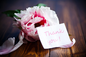 beautiful pink peony