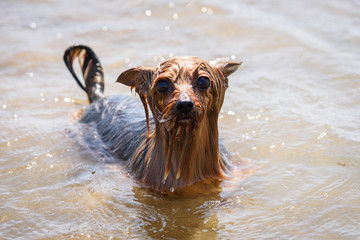 Amusing wet Yorkshire terrier with huge eyes in sea water at beach