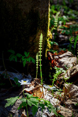 forest horsetail