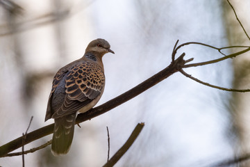 Turtle dove (Streptopelia turtur), kind of pigeon.