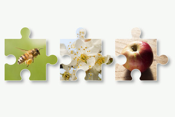 Biene, Blüten, Apfel