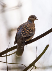 Turtle dove (Streptopelia turtur), kind of pigeon.