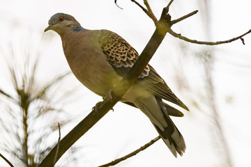 Turtle dove (Streptopelia turtur), kind of pigeon.