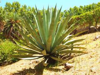 Agave, Palermo, Sicily, Italy.