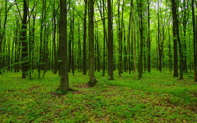 Obraz premium green forest in spring