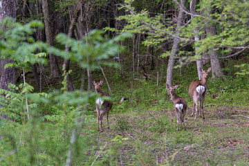 Deer noticed person's sign