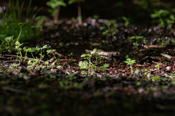Place where the light hits the forest