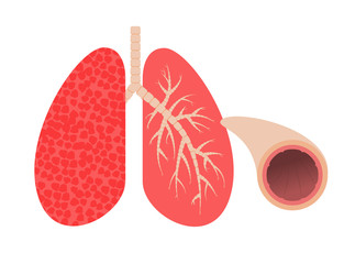 Lungs and bronchi.Vector illustration.