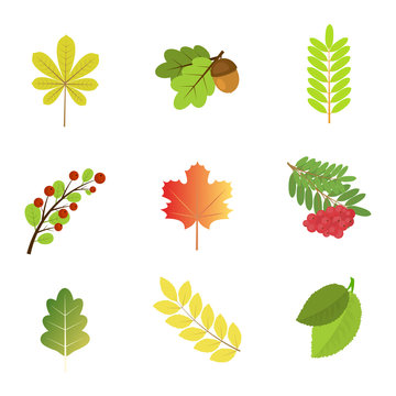 Set of autumn leaves and berries.Vector illustration