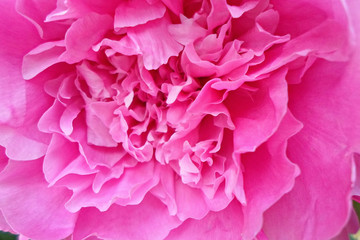Pink peony flower macro