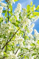 Spring blossoming plum tree in the blue sky