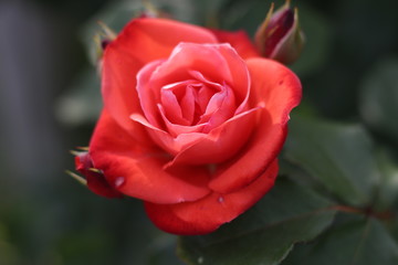 Red Rose