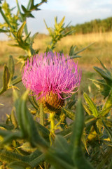 Thistle flower in the steppe