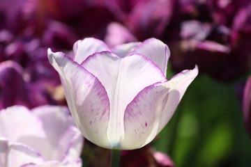 Fototapeta premium White Tulip
