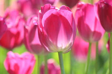 Pink Tulips