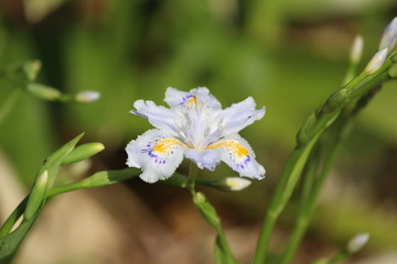 Iris Japonica