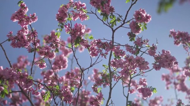 Flowers, Slow Mo, Slow Motion, spring, summer