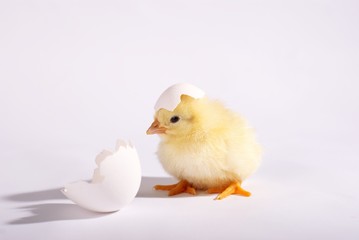 The yellow small chick with egg isolated on a white background © sandsun