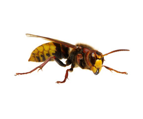 hornet isolated on white