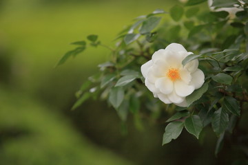 咲き始めた白い薔薇