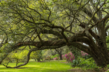 Fototapeta premium Live Oak Tunnel In Spring