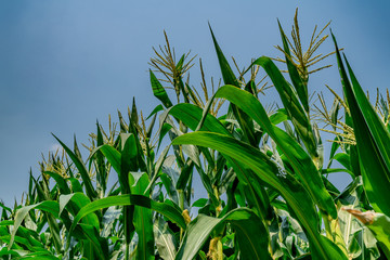 Corn field with sky background