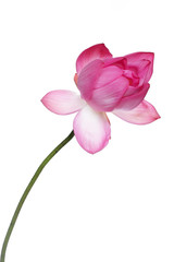 beautiful blooming lotus flower isolated on white background.