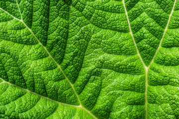 Obraz premium Blatt Textur Hintergrund