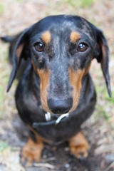 dog, pet, animal, puppy, black, dachshund, cute, doberman, canine, brown, portrait, dobermann, breed, mammal, pets, rottweiler, animals, dogs, grass, nature, purebred, head, isolated, domestic, small