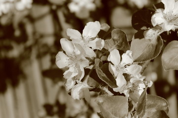Flowers of cherries. Images in sepia tones.