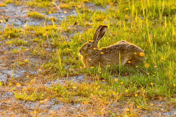 a rabbit on a meadow in the early evening