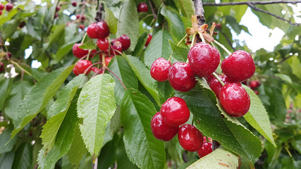 cherries cherry red ripe green leaves on the tree, spring background