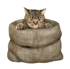 The cat is inside the big rag poke. White background.