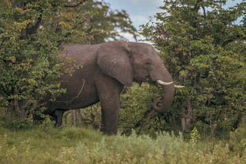 Elephant (Loxodonta africana)