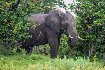 Elephant (Loxodonta africana)