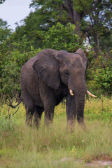 Fototapeta premium Elephant (Loxodonta africana)