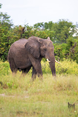 Naklejka na ściany i meble Elephant (Loxodonta africana)
