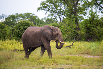 Fototapeta premium Elephant (Loxodonta africana)