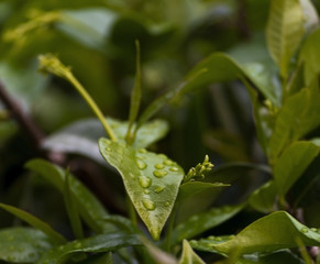 water drops on the leaf